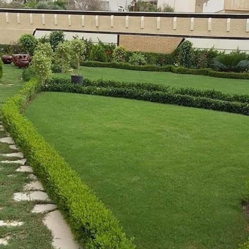 عشب طبيعي واشجار طبيعية بجدة ومكة (28)